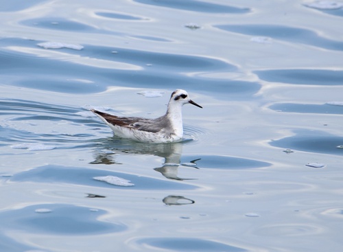 iNaturalist image