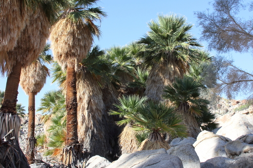 California fan palm