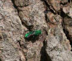 Chrysura