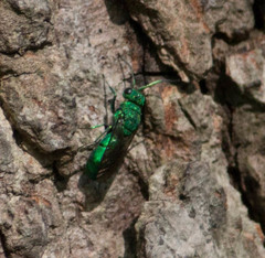 Chrysura