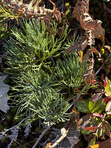 Diphasiastrum tristachyum, 2026-10-19