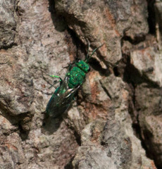 Chrysura