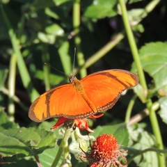 Dryas iulia alcionea