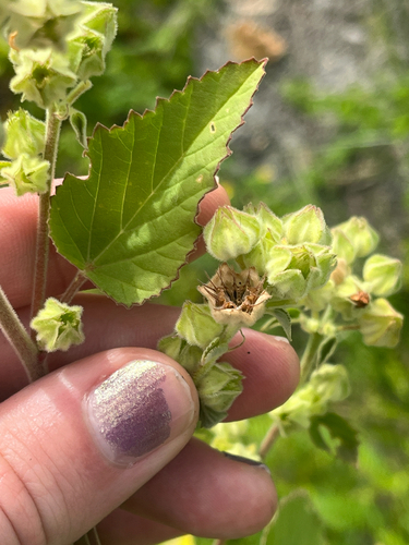 Sida cordifolia observed 2026-10-19