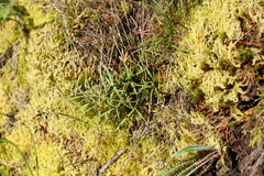 Perideridia gairdneri