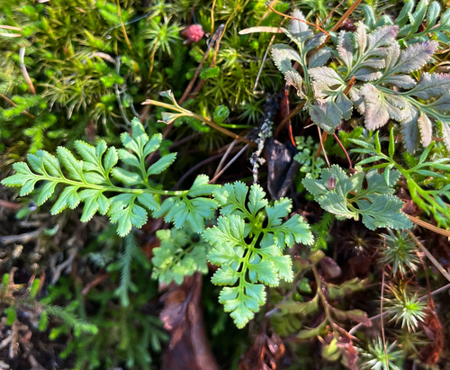 Cryptogramma stelleri, 2026-10-17