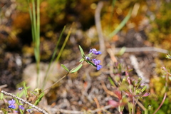 Collinsia grandiflora