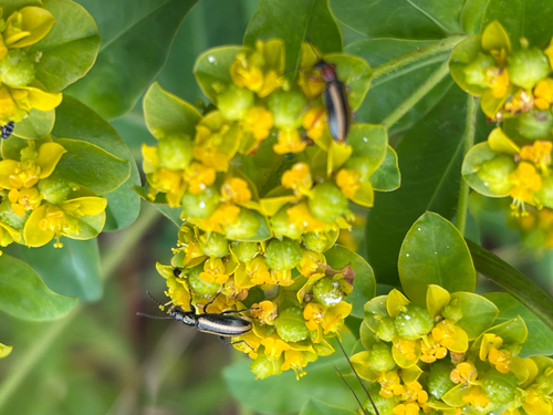 Euphorbia oblongata observed 2026-10-18