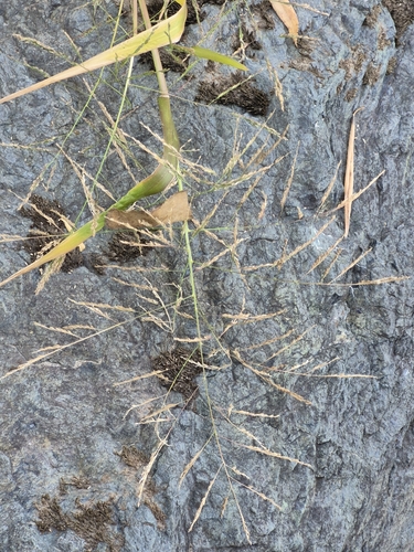 Panicum dichotomiflorum observed 2026-10-19