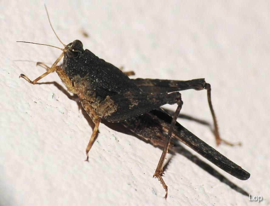 Coptotettix problematicus