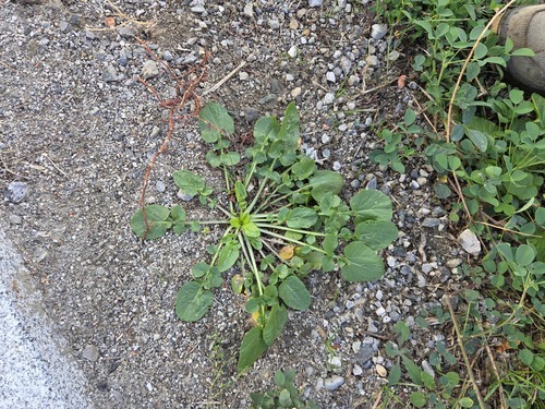 Barbarea vulgaris, 2026-10-19