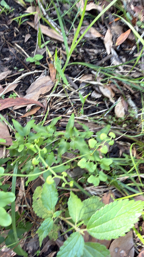 Lygodium microphyllum observed 2026-10-19