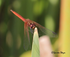 Trithemis pluvialis