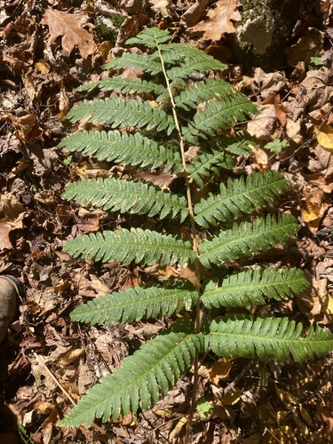 Dryopteris goldieana observed 2026-10-19