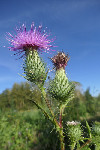 Bull Thistle