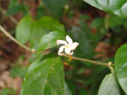Tabernaemontana heterophylla observed 2026-10-15