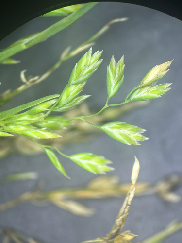 Poa annua observed 2026-10-19