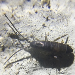 Tomocerus minor