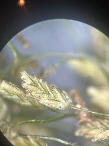 Eragrostis, 2026-10-19