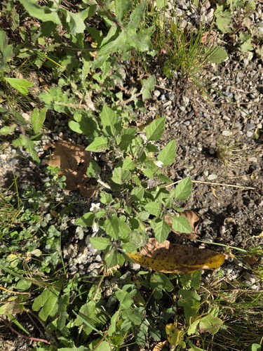 black nightshade