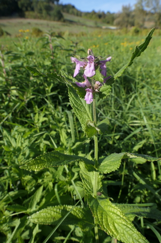 Marsh Woundwort