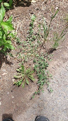 Polygonum aviculare depressum
