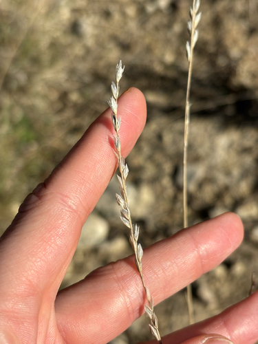 Tridentopsis mutica observed 2026-10-19
