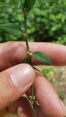Polygonum aviculare depressum