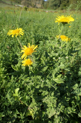 Common Fleabane