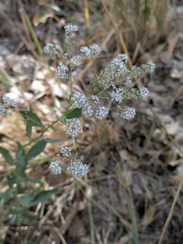 Lepidium latifolium, 2026-10-19