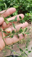 Polygonum aviculare depressum