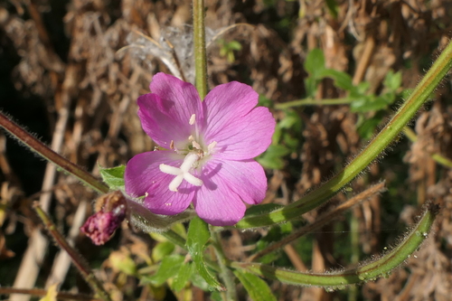 Great Willowherb