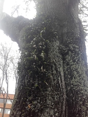 Pleopeltis macrocarpa