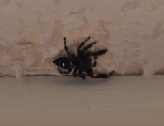 Phidippus audax