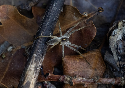 European Nursery Web spider