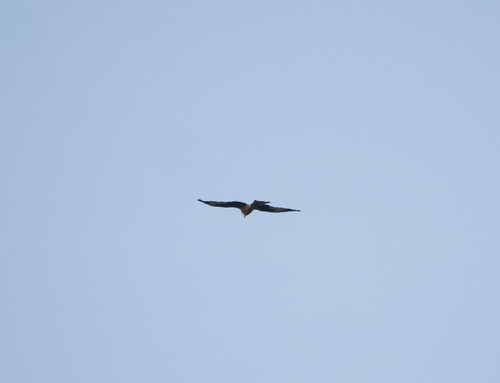 Red Kite