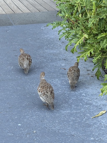 Ortygornis pondicerianus, 2026-10-19