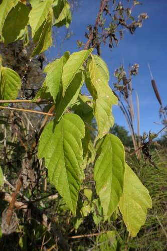 box elder