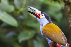 Plate-Billed Mountain Toucan photo 4
