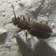 Silvaninae