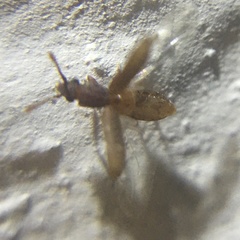 Silvaninae