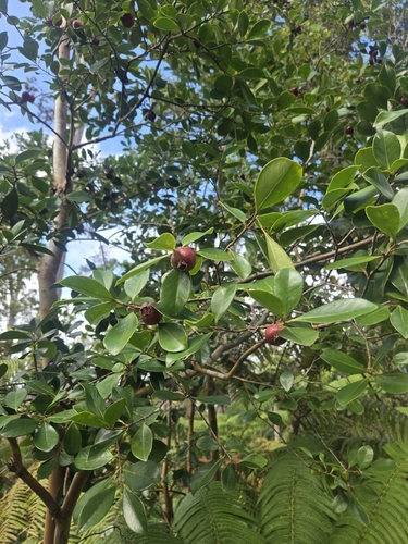 Eugenia observed 2026-10-19