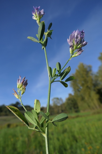 Alfalfa