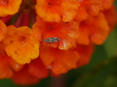 Teleonemia scrupulosa