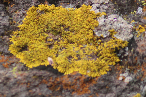 Liquen de Yema de Huevo