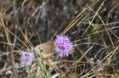 Cercyonis pegala boopis