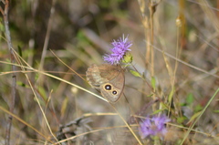 Cercyonis pegala boopis