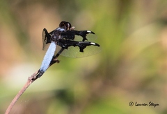 Palpopleura portia