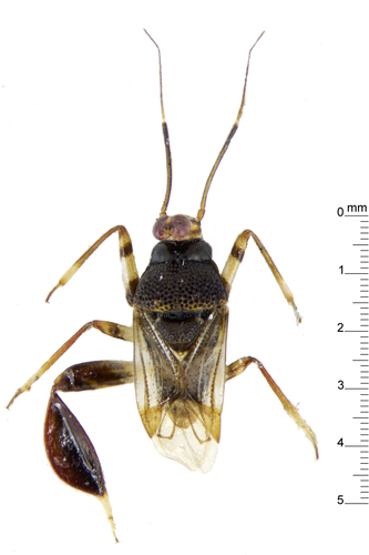 Megalofaciatus foliotibialis photographed in Brunei