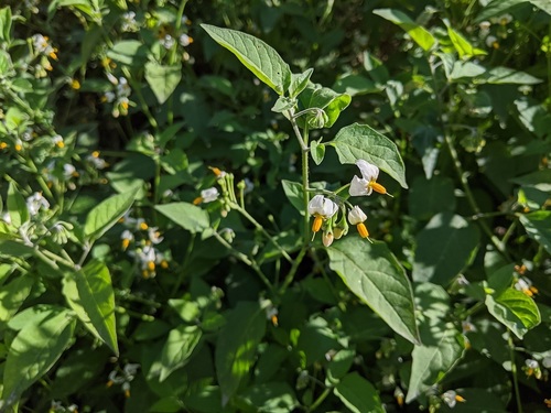 iNaturalist observation photo of greenspot nightshade